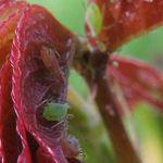 Savon noir puceron Savon noir puceron